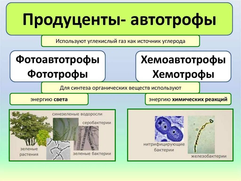 Выберите автотрофы