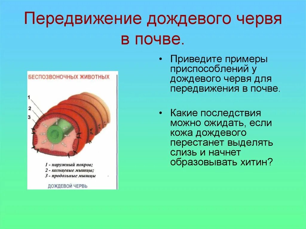 Вставьте в текст дождевой червь