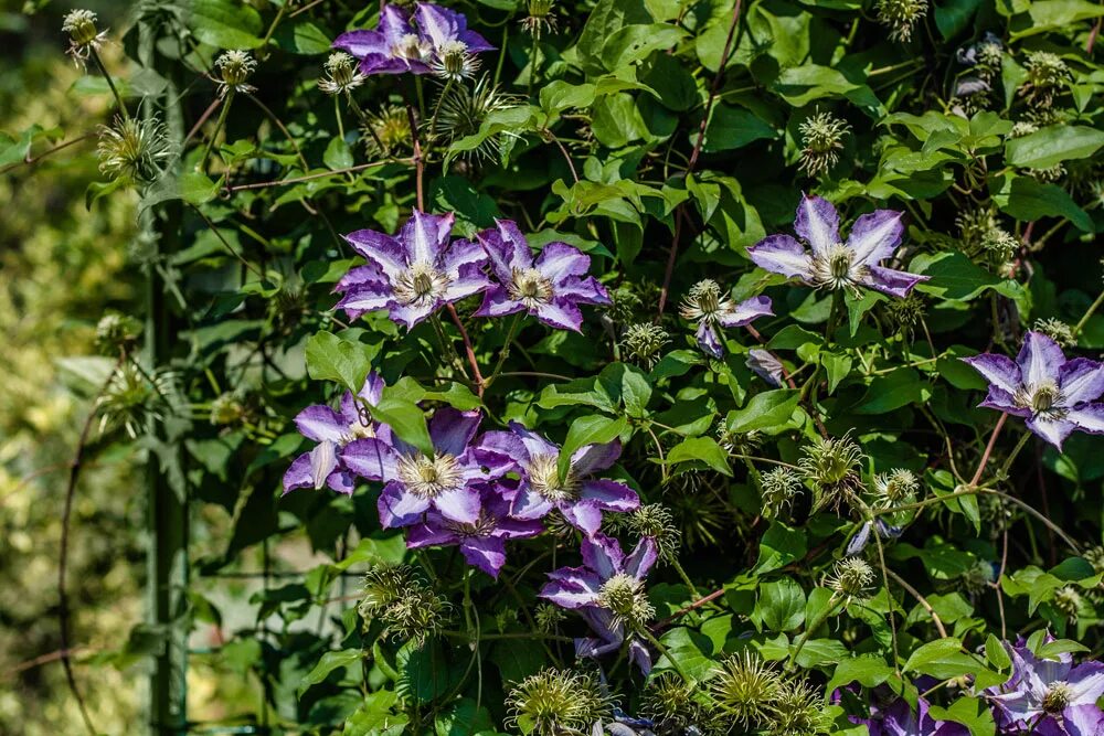 Клематис ernest. Clematis клематис гибридный эрнест маркхам. клематис гибридный fay. клематис эрнест маркхам v2 cl. клематис эрнест маркхам микроклон.