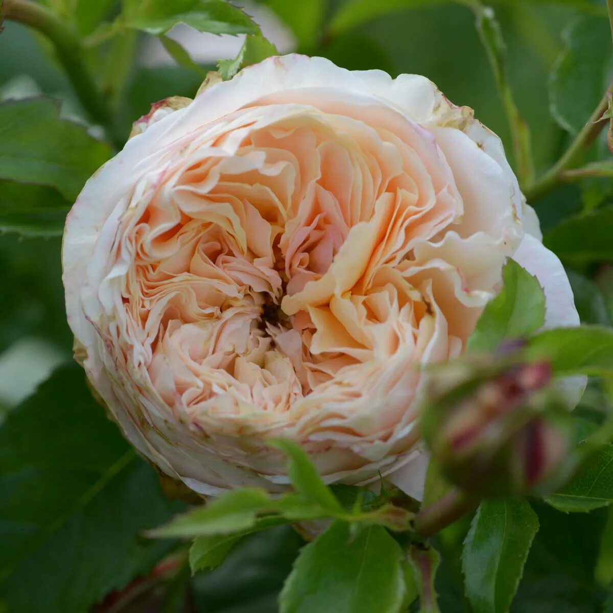 роза анри сиданэ. папи дельбар роза плетистая. энциклопедия роз анри. роза анри дельбар, дельбар. энциклопедия роз анри.