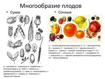 Плоды какая ткань