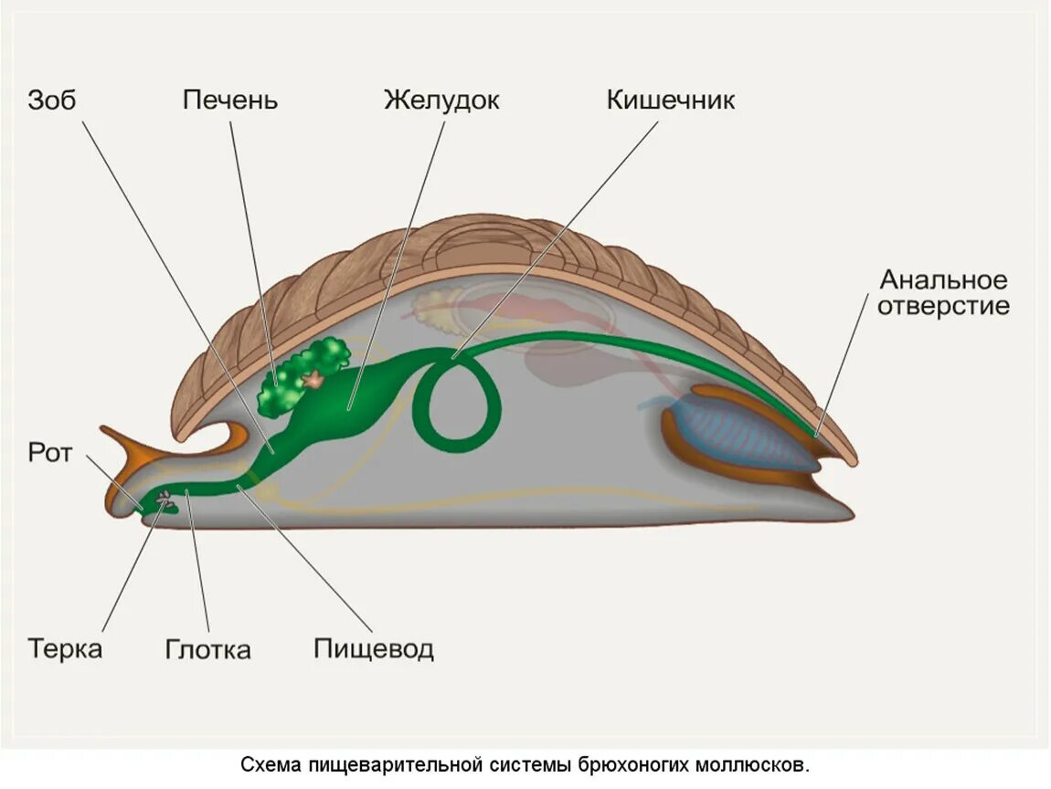 Орган дыхания устрицы. Пищеварительная система брюхоногих моллюсков. Моллюски строение пищеварительной системы. Строение пищеварительной системы брюхоногих моллюсков. Пищеварительная система брюхоногих моллюсков рисунок.