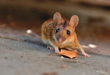Mouse