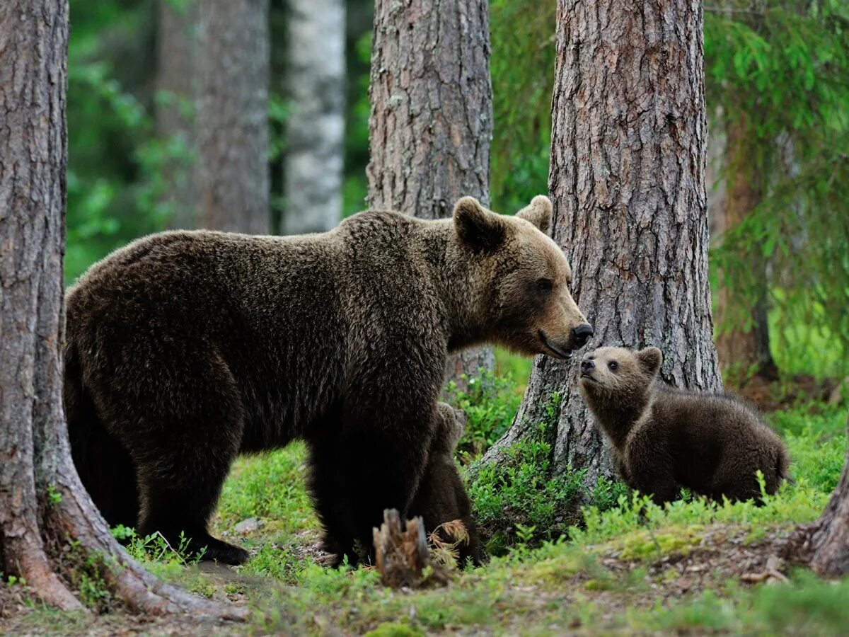 Изображения дикие животные. Широколиственные леса бурый медведь. Медведи во Владимирской области. Бурый медведь Краснодарского края. Животный мир тайги бурый медведь.