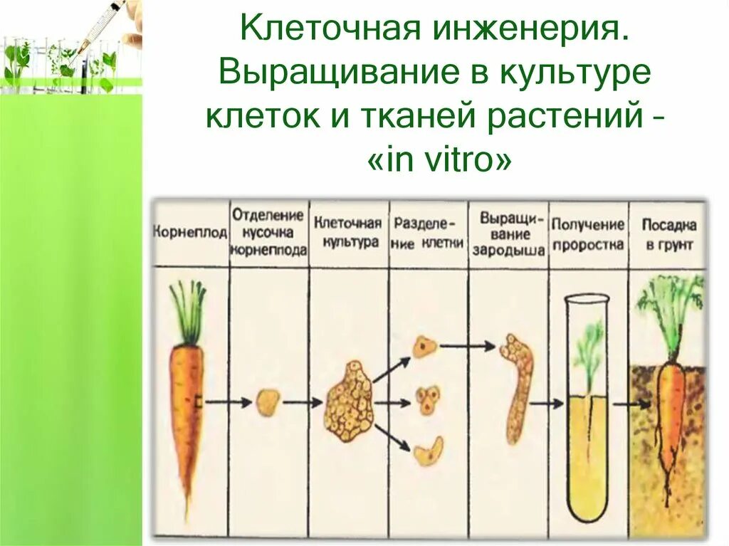 Установите последовательность этапов выращивания растения. Выращивание методом культура клеток. Метод культуры клеток и тканей растений. Схема получения культуры ткани растительных клеток. Метод культуры клеток и тканей селекции растений.