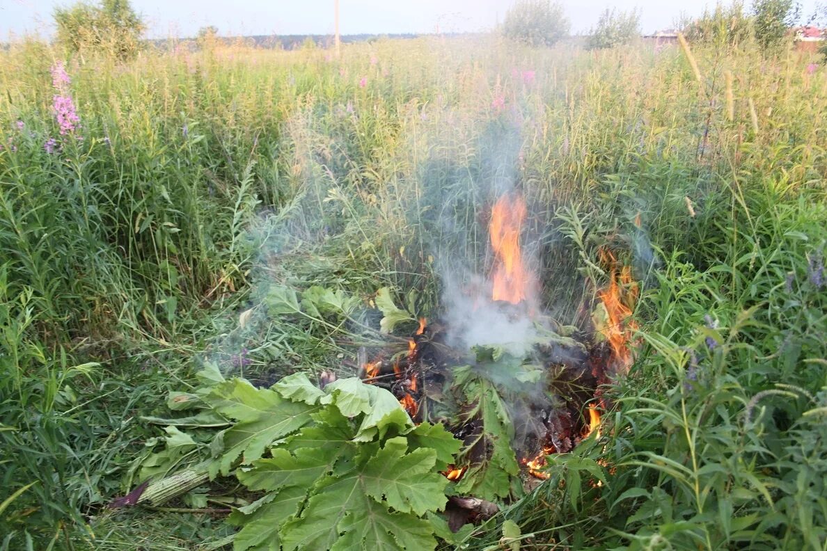 Можно ли сжигать траву на своем участке