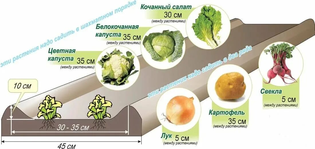 На каком расстоянии сажать капусту. Схема посадок на грядках по Митлайдеру. Схема посадки по методу Митлайдера. Схема посадки капусты в открытый грунт рассадой. Митлайдер грядки схема посадки.