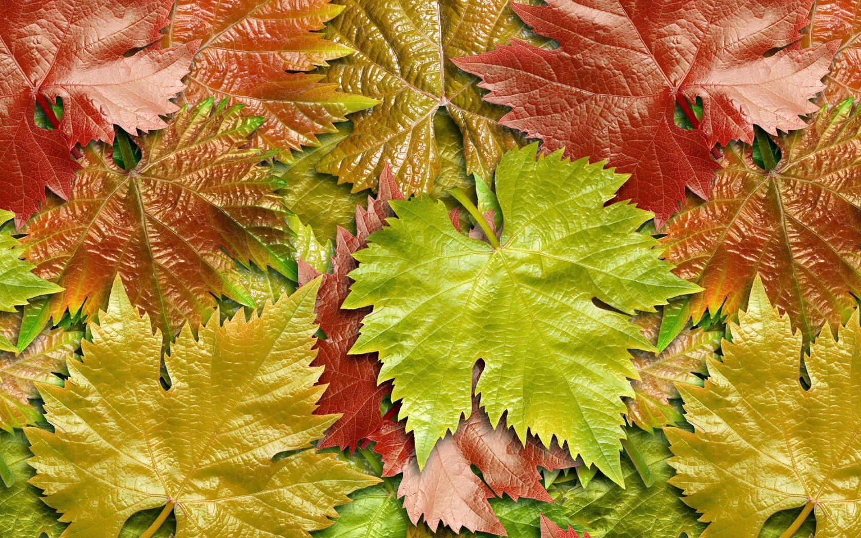 Лист осени фото. Осень листья. Осенние листочки. Разноцветные листья. Красивое литье.