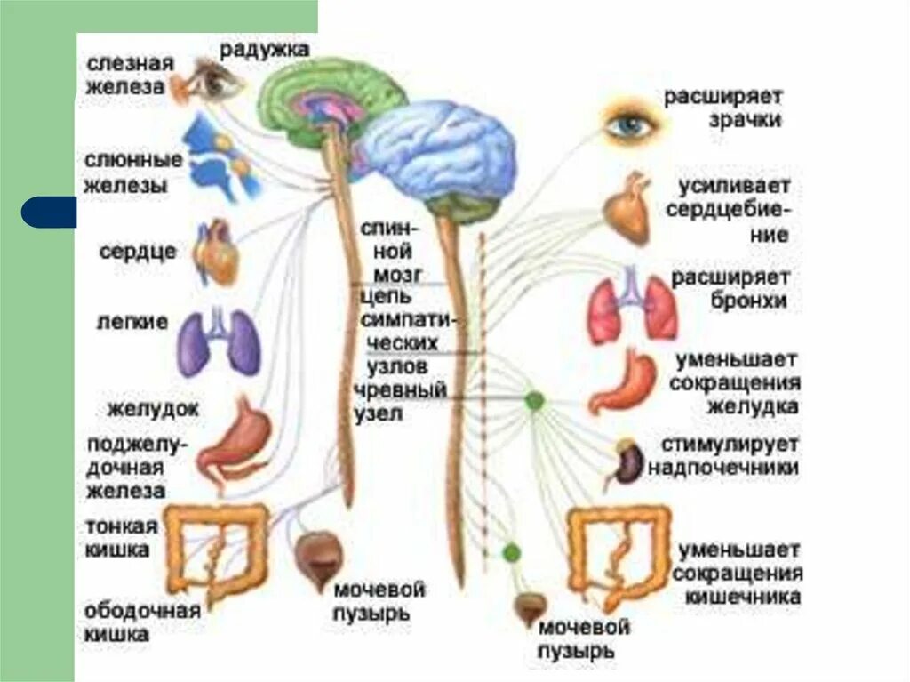 Вегетативная нервная система ее функции. Анатомия и функция вегетативной нервной системы. вегетативная нервная система человека таблица иннервация. вегетативный отдел нервной системы регулирует. вегетативная нервная система схема иннервации органов.