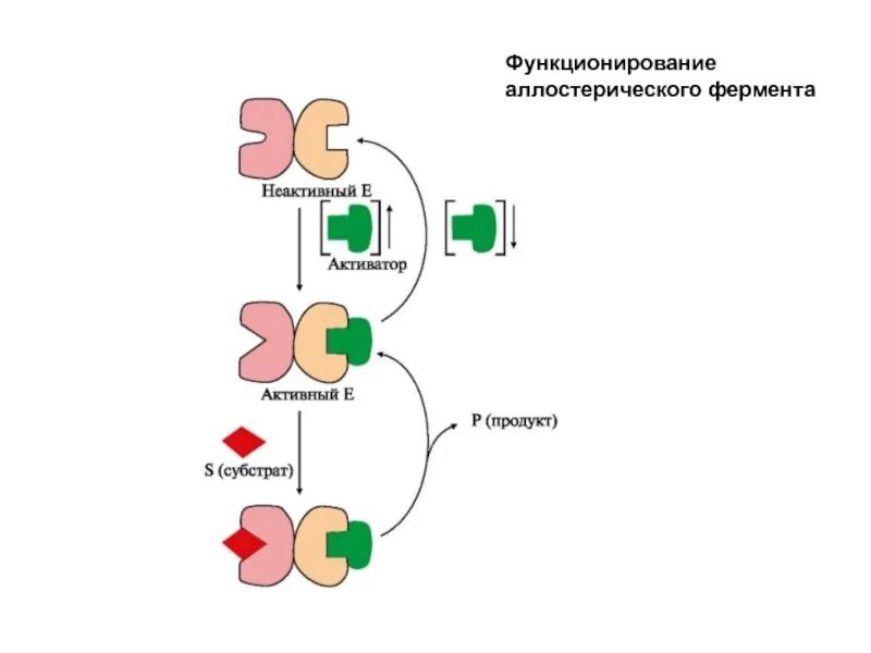 Аллостерические ферменты. Схемы действия аллостерических активаторов. Схема работы аллостерического фермента. Аллостерический активатор