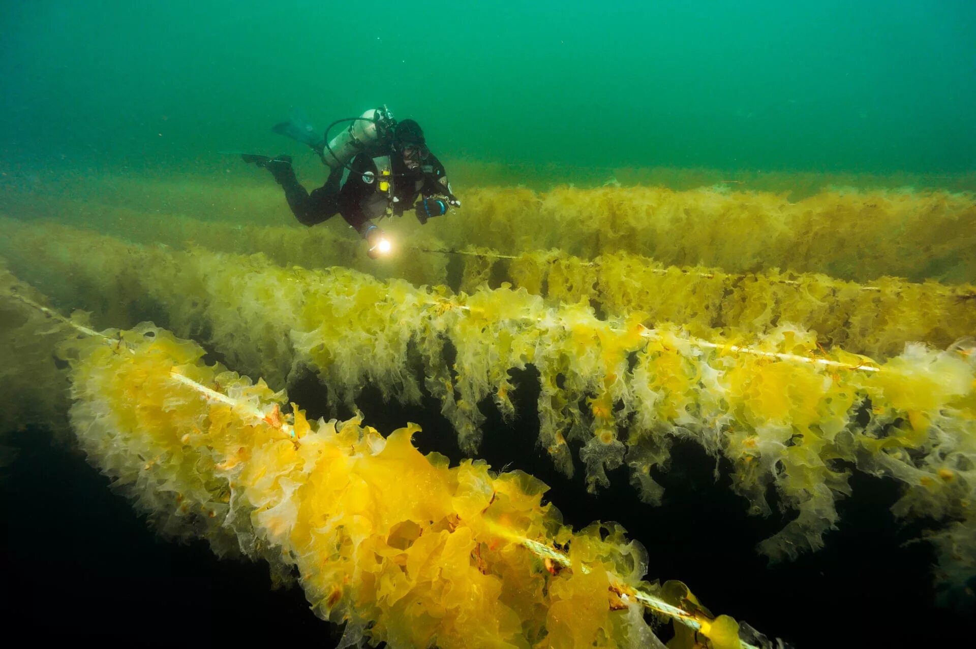 Морские водоросли ламинария. Водоросли морская капуста. Бурые водоросли ламинария. Морская капуста ламинария в море.