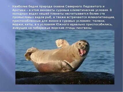 Кто обитает севернее