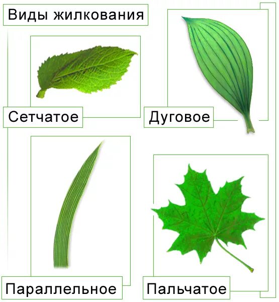Сетчатое жилкование. Типы жилкования листа растения. Пальчатое жилкование листа. Типы жилкования листьев параллельное. Параллельное жилкование листьев характерно для.