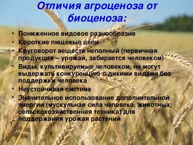 Укажите агроценоз. Отличие агроценоза от биоценоза. Агроценоз и биоценоз отличия. Общая характеристика агроценоза. Круговорот веществ биоценоза и агроценоза.