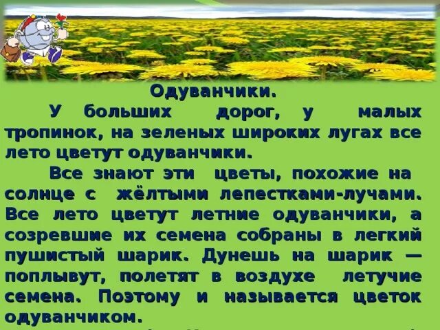 Похожие на одуванчики текст. Изложение одуванчик. Зеленый луг предложение. Одуванчики текст у больших дорог. Летом все было зеленое на лугу.