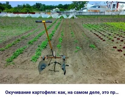 Картофель плуг
