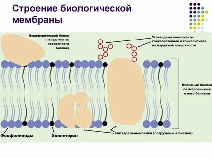 Влияние различных факторов на мембрану клеток
