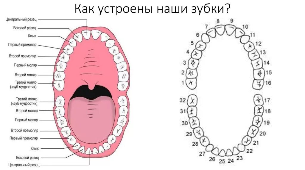 Строение челюсти и название зубов. Схема зубов в ротовой полости. Строение зубов нумерация. Третий зуб снизу как называется. Сколько зубов мудрости может быть у человека