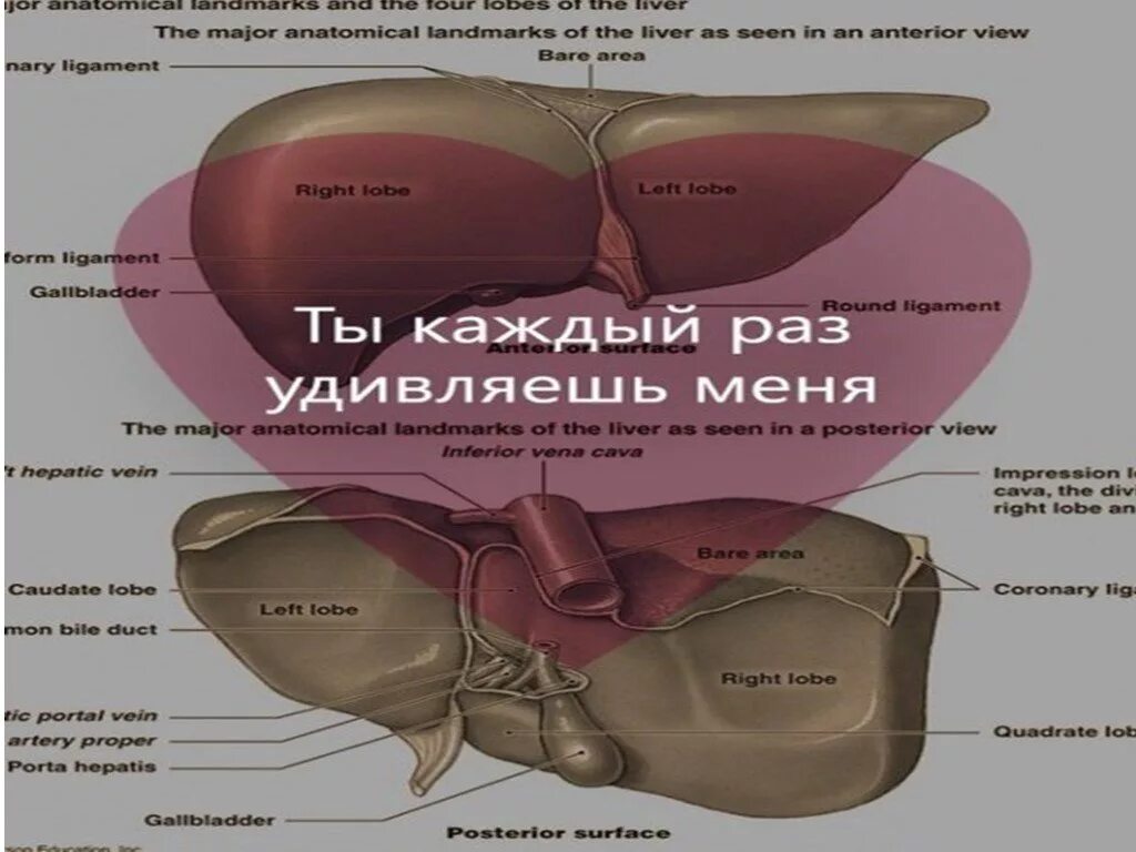 Печень где находится с какой