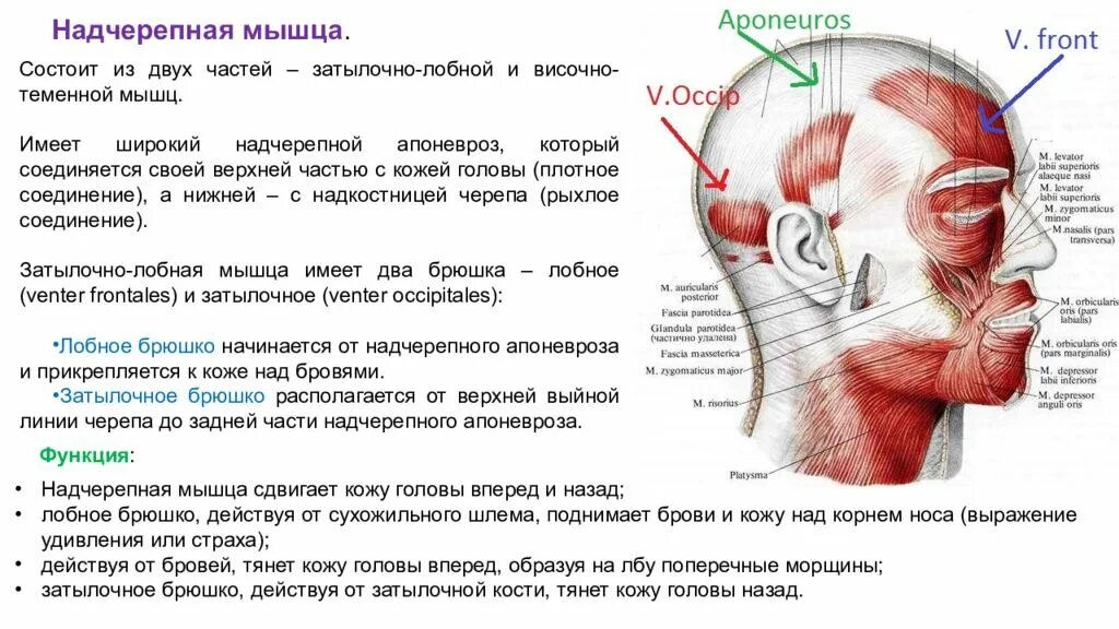 Болит голова и мышцы шеи. Мышцы свода черепа функции. Надчерепная мышца свода черепа. Надчерепная мышца головы анатомия.