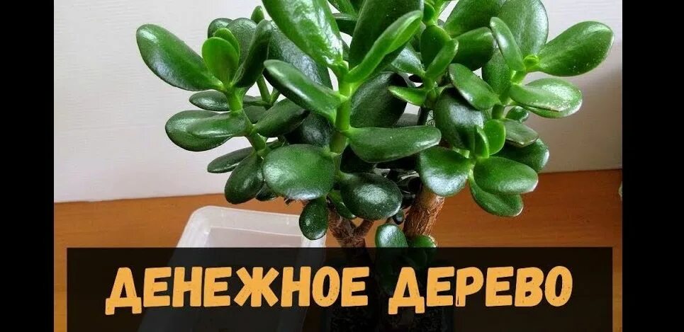 Толстянка листья. Толстянка приметы. Крассула толстянка бонсай. Толстянка древовидная денежное дерево. Толстянка цветет.