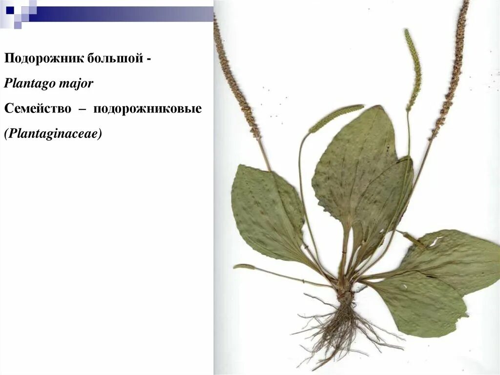 Подорожник большой Plantágo Májor. Подорожник большой гербарий. Подорожник большой (Plantago Major) стадии развития. Plantago Major гербарий. Отдел подорожника