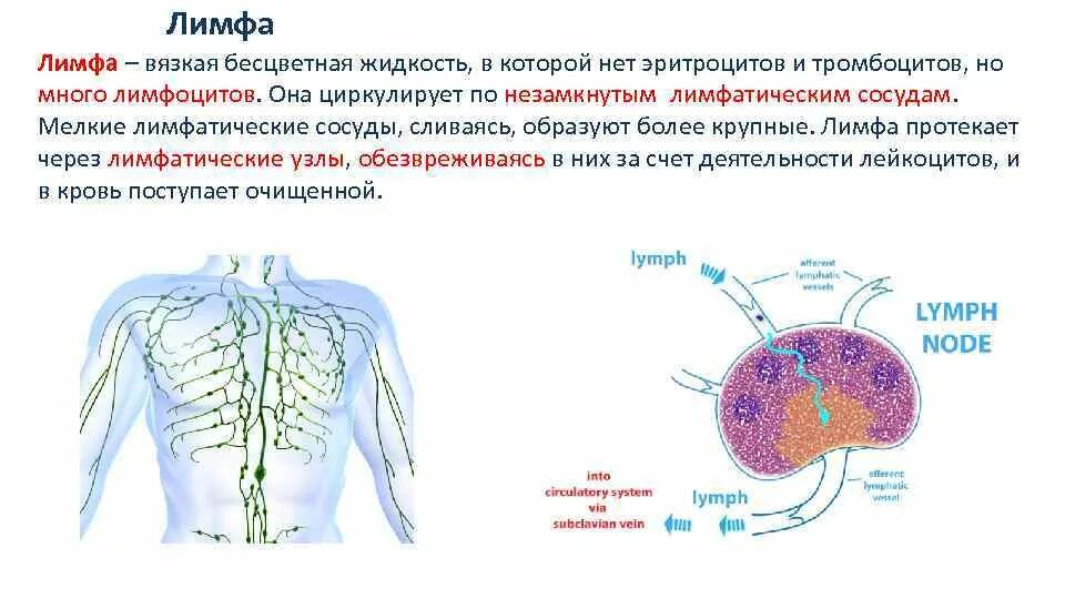 Жидкость в лимфоузле. Лимфа. Лимфатическая жидкость. Лимфатическая жидкость (лимфа). Лимфатическая кровь.