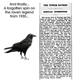 Why were ravens