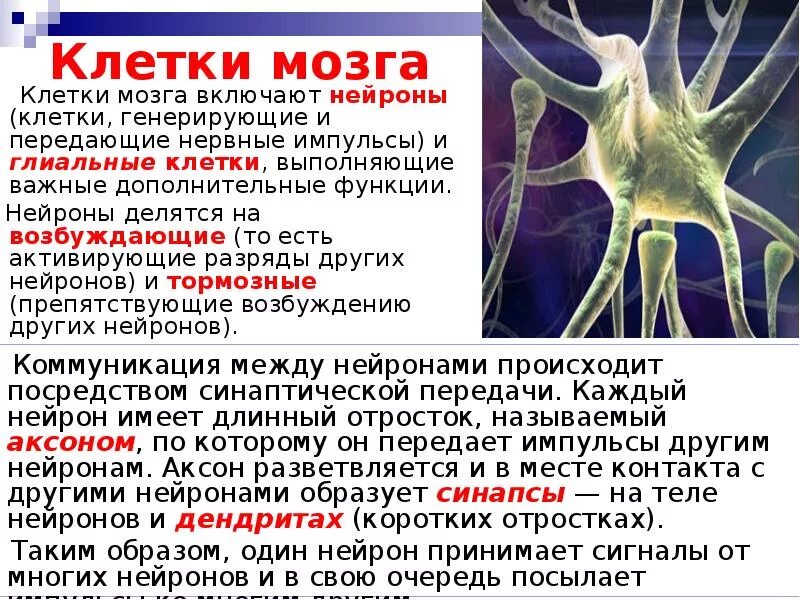 Клетки мозга. Клетки головного мозга. Клетки мозга Нейроны. Название клеток головного мозга.