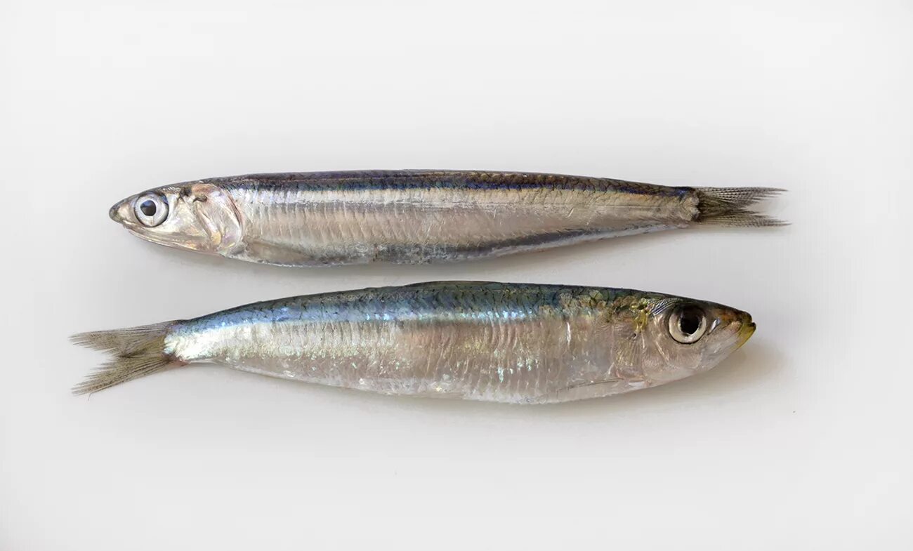 Grilled Sardines with Lemon and Thyme The Bittman Project Recipe Sardines, Grill