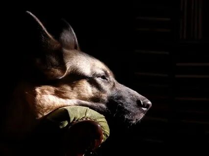 Night in dog