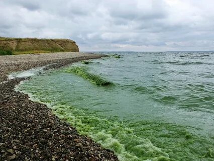 Водоросли ростов