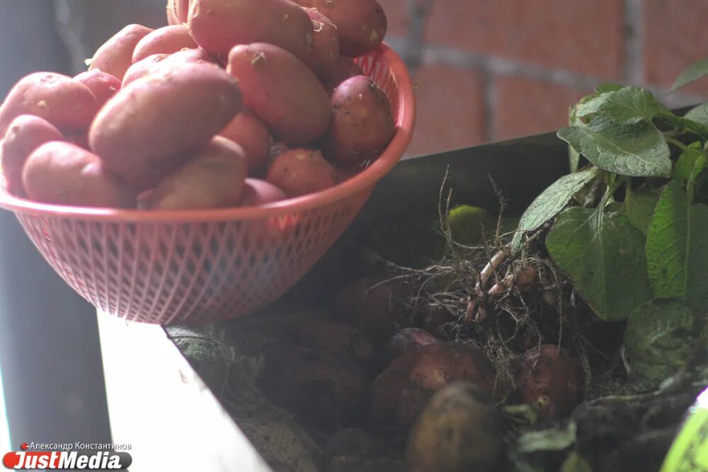 Кормовой картофель с доставкой. Сорт картофеля кемеровчанин. Картофель сорт нандина. Картофель амур. Картофель каратоп.