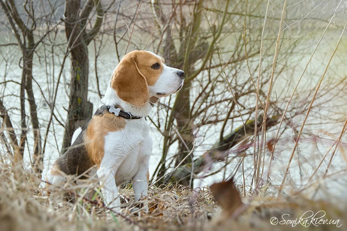Какой корм для бигля. Собака бигль питание. Хиллс для щенков средних пород. Сухой корм для щенков бигля. Миска для бигля.