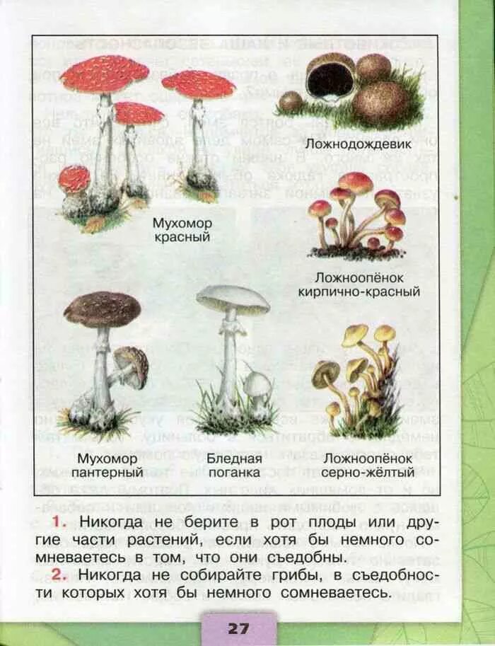 Плешаков грибы. Несъедобные грибы 2 класс учебник окружающий мир. атлас-определитель 3 класс окружающий мир ядовитые растения и грибы. съедобные и несъедобные грибы 3 класс окружающий мир. ядовитые грибы 3 класс окружающий.