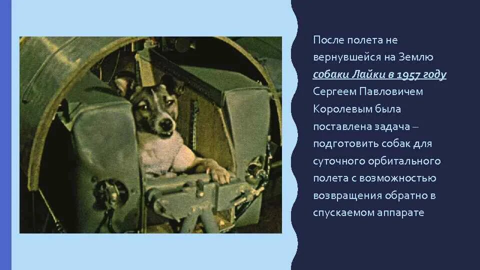 Первое животное совершивший орбитальный полет. Первая собака в космосе лайка. 1957 Лайка в космосе. Собака лайка 1957. Собака лайка в космосе 1957.