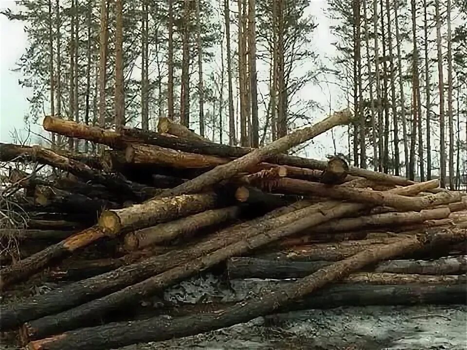 Махинации с лесом. Окорка древесины на лесосеке. Лес сокращался но деревья. Древесина Тиса. Вырубка леса Орегона.