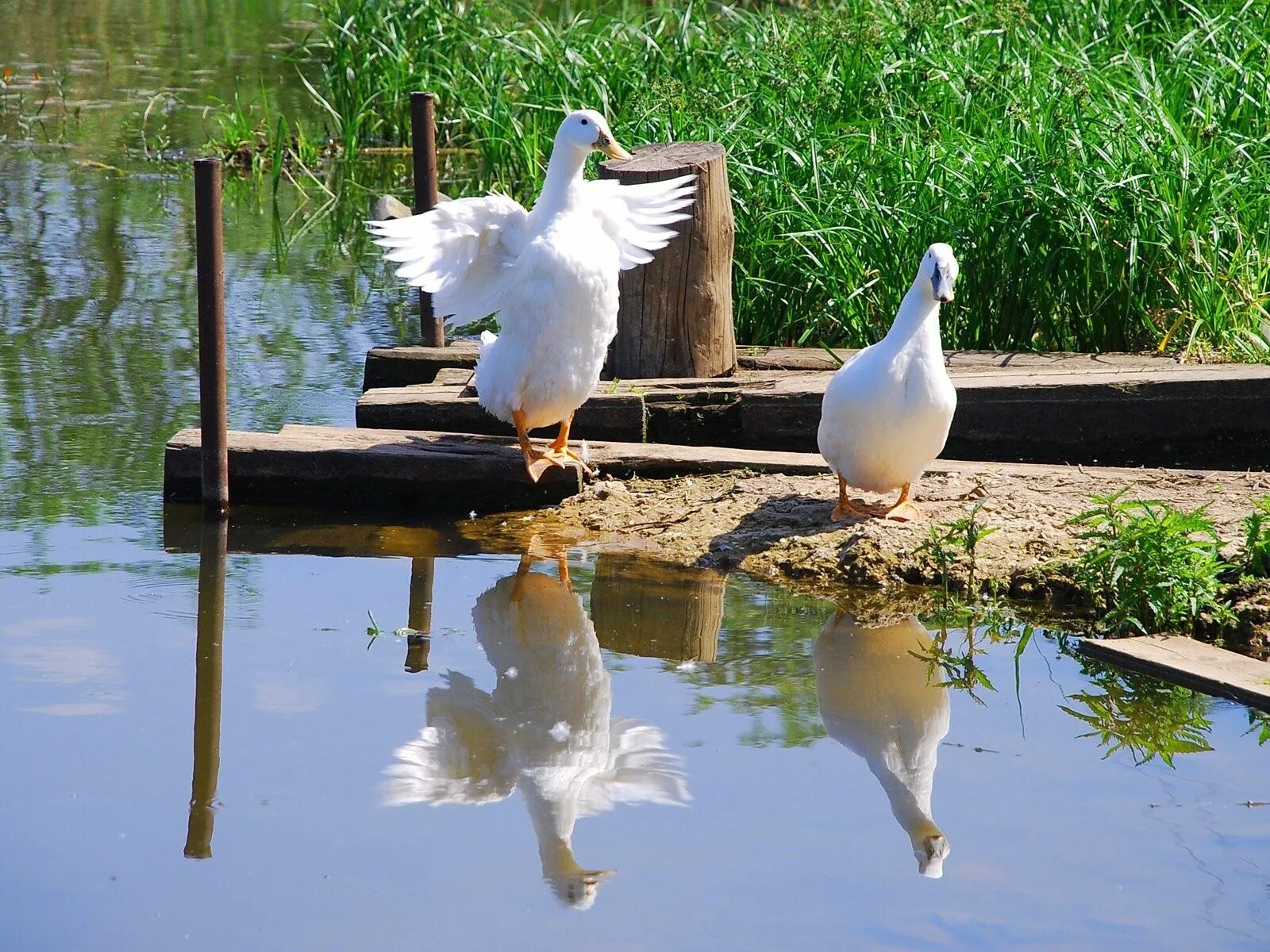 Пруд гусей уток. Прудик для уток своими. Водоем с утками. Пруд для гусей. Гуси в деревне.