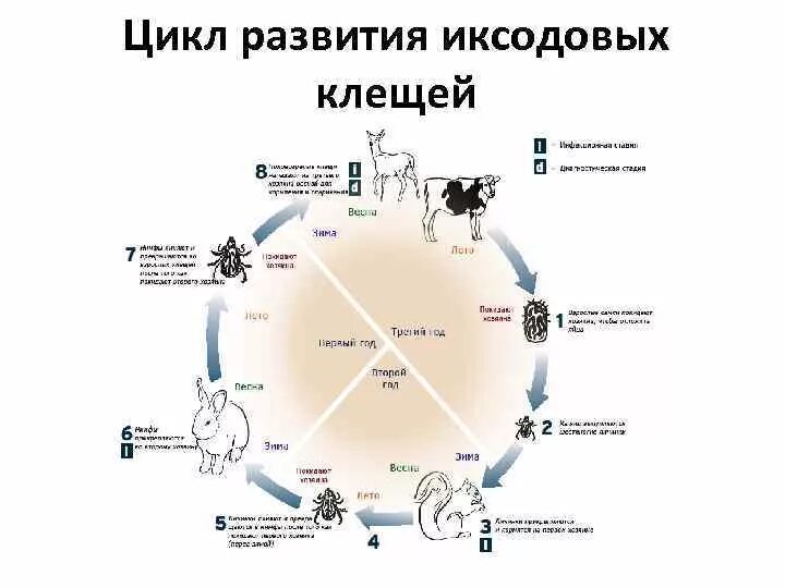 Жизненный цикл иксодовых клещей. Схема жизненного цикла клеща. Жизненный цикл иксодового клеща схема. Иксодовые клещи цикл развития.