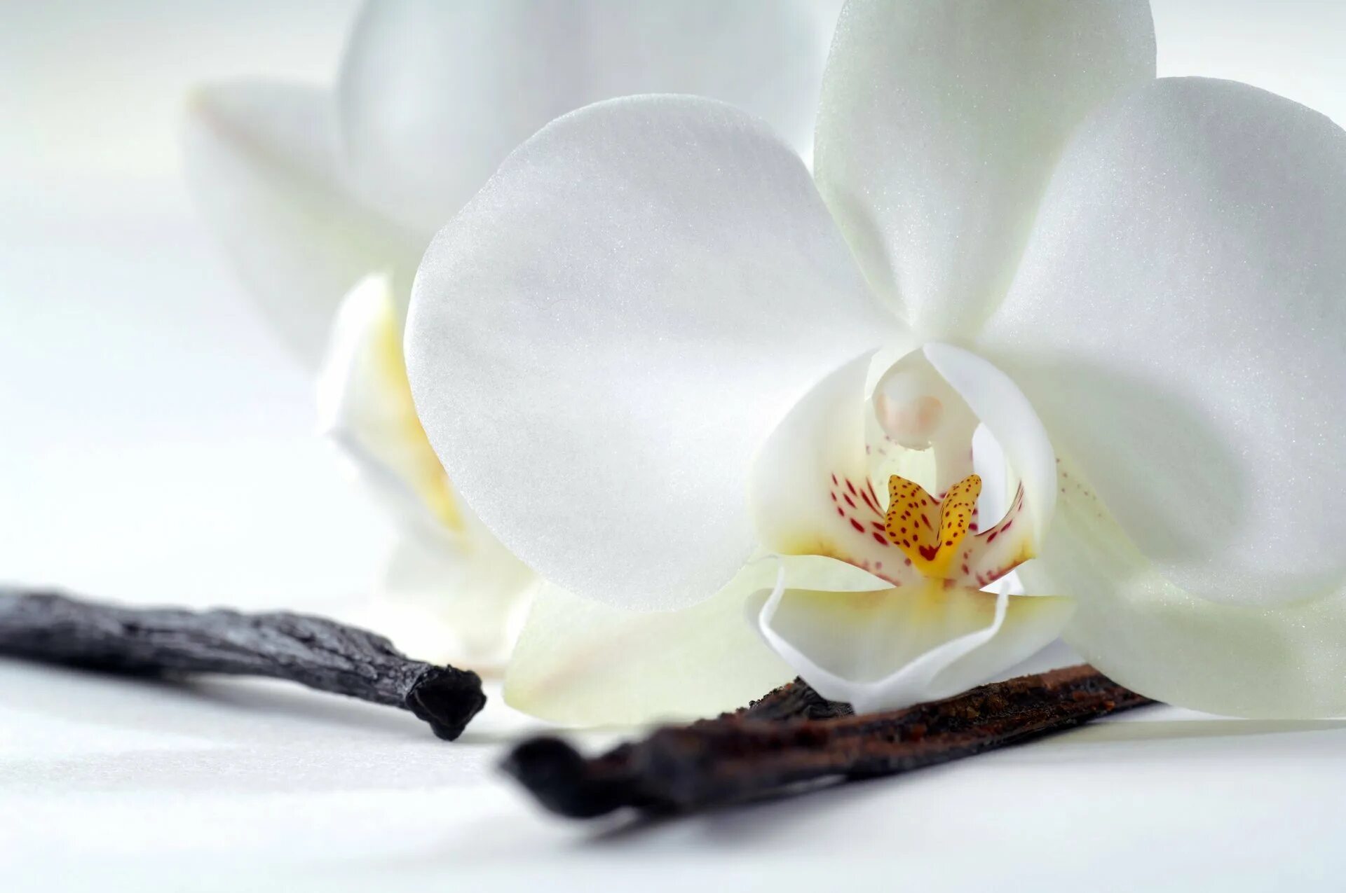 Орхидея фаленопсис ваниль. Орхидея белая. Красивые белые цветы. Ваниль цветок.