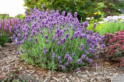 Lavandula angustifolia