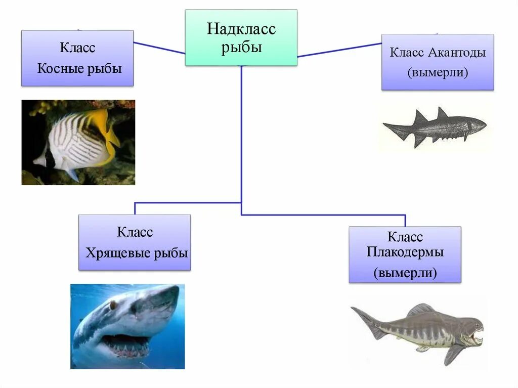 Характеристика групп рыб. Систематические группы хрящевых рыб. Надкласс рыбы класс хрящевые. Тип Хордовые Надкласс рыбы класс хрящевые рыбы. Надклассы хрящевых рыб.