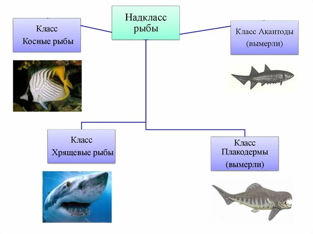 Рот хрящевые рыбы костные рыбы. Систематические группы хрящевых рыб. Надкласс рыбы класс хрящевые. Тип Хордовые Надкласс рыбы класс хрящевые рыбы. Надклассы хрящевых рыб.