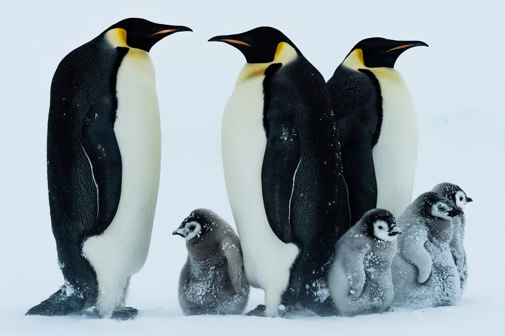 Emperor penguin. Императорский Императорский Пингвин. Королевский Пингвин. Пингвины Королевские Императорские. Императорский Пингвин высиживает яйцо.