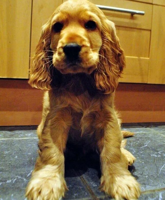 русский кокер спаниель. английский кокер спаниель 3 месяца. щенок кокер спаниеля 2 месяца. 2. английский кокер спаниель щенок 3 месяца.