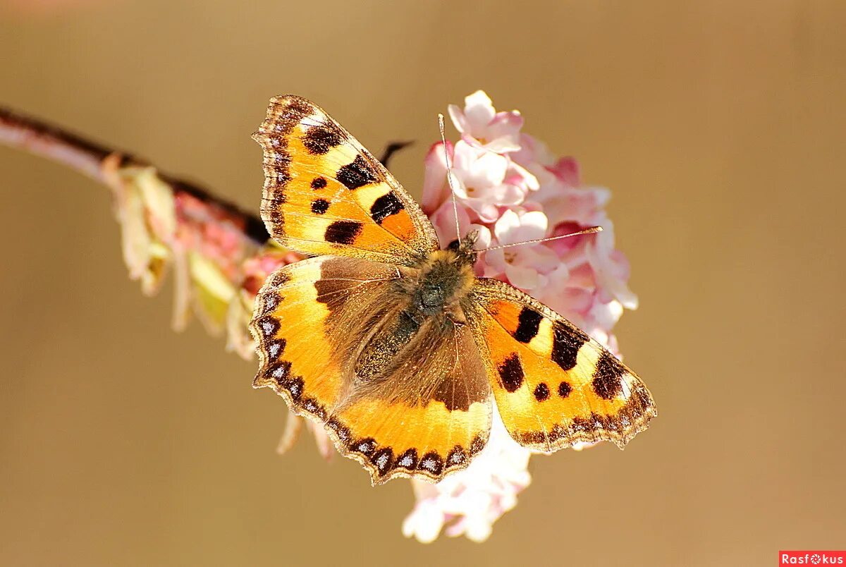 первые весенние бабочки. первые бабочки весной. бабочка ранней весной. бабочки которые появляются весной.