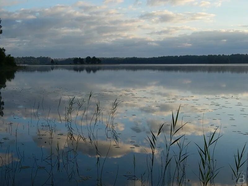 Харламповское озеро. Харламповское озеро Ленинградская. Озеро Нерское карась. Московское озеро Тверская. Озеро здесь шире