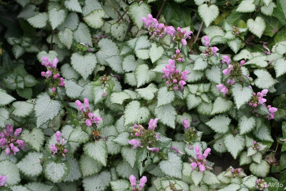 Яснотка крапчатая. Яснотка Pink Pewter. Ламиум яснотка. Почвопокровник яснотка.