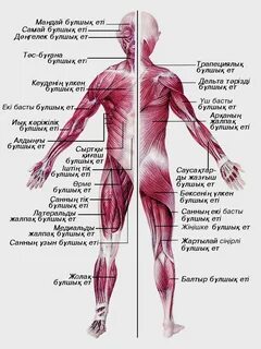 Бакуган секс фотографтары
