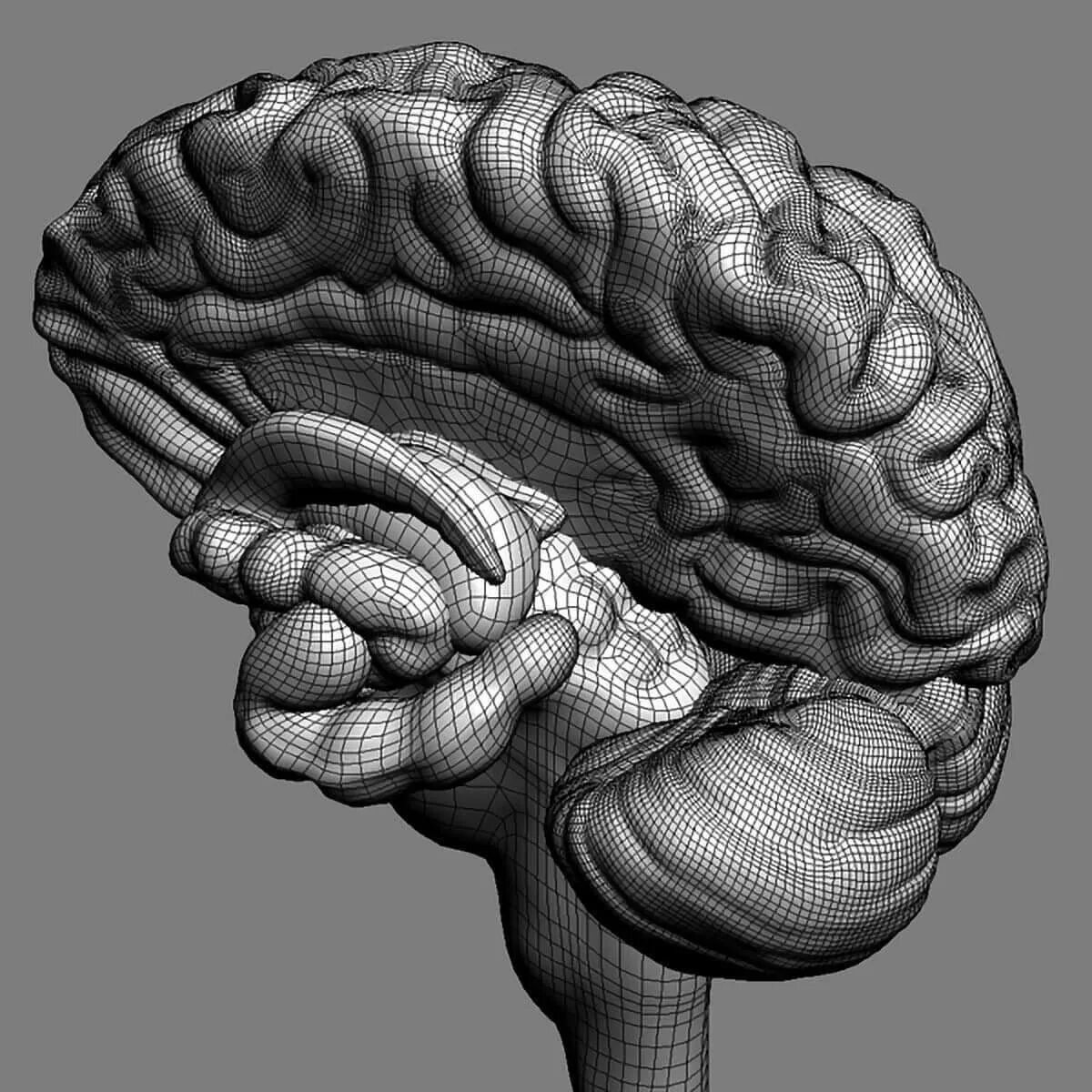 Модель человеческого мозга.